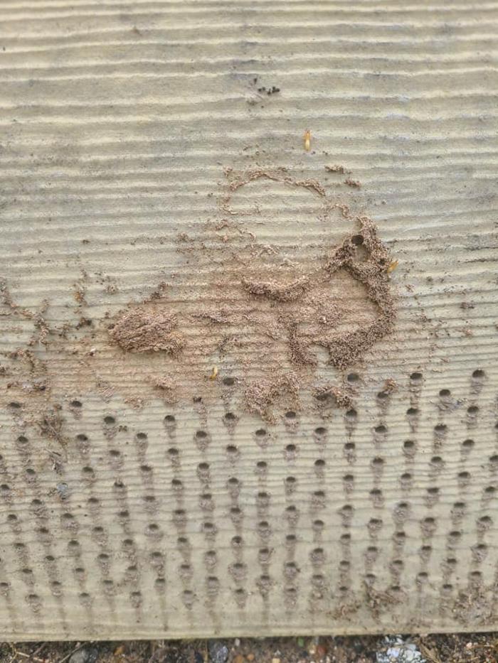 MOCO Pest Solutions - Willis, TX