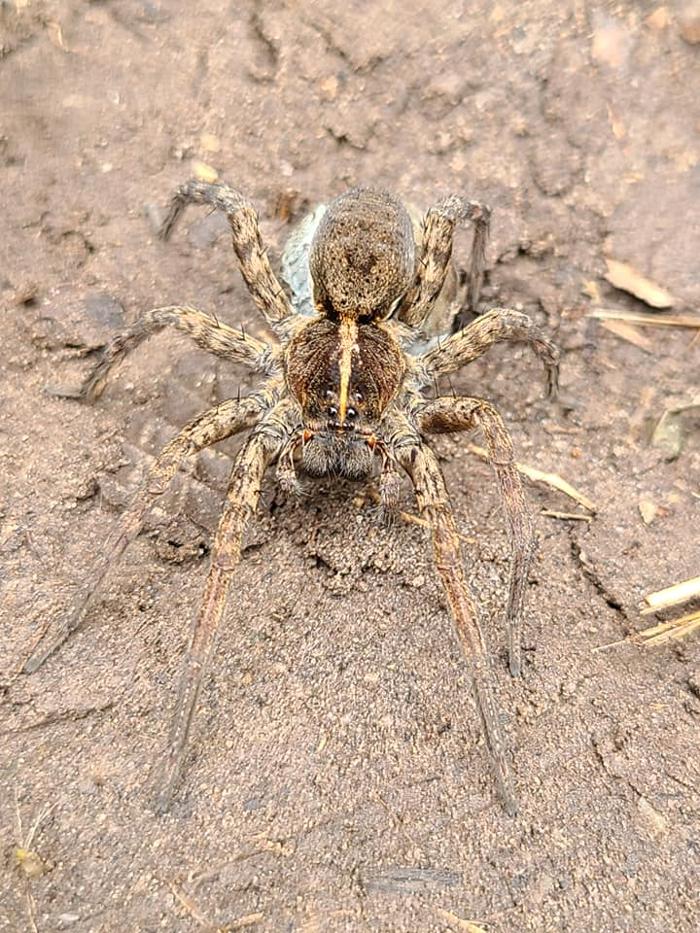 MOCO Pest Solutions - Willis, TX