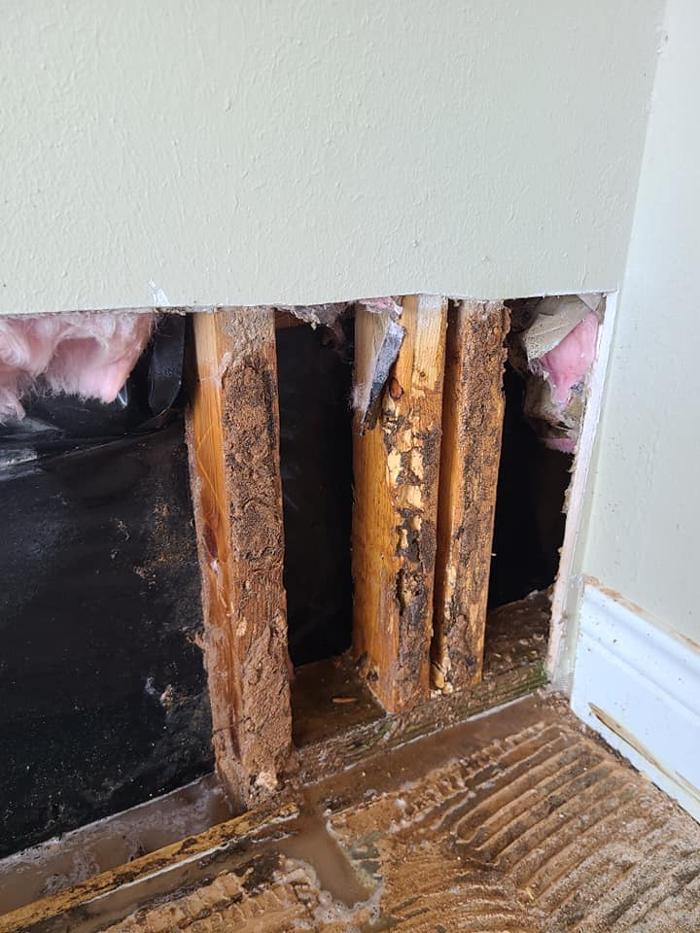 MOCO Pest Solutions - Willis, TX