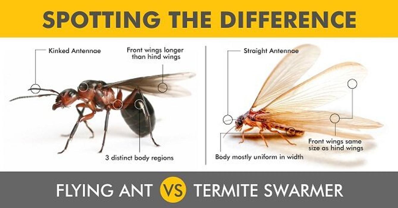 MOCO Pest Solutions - Willis, TX