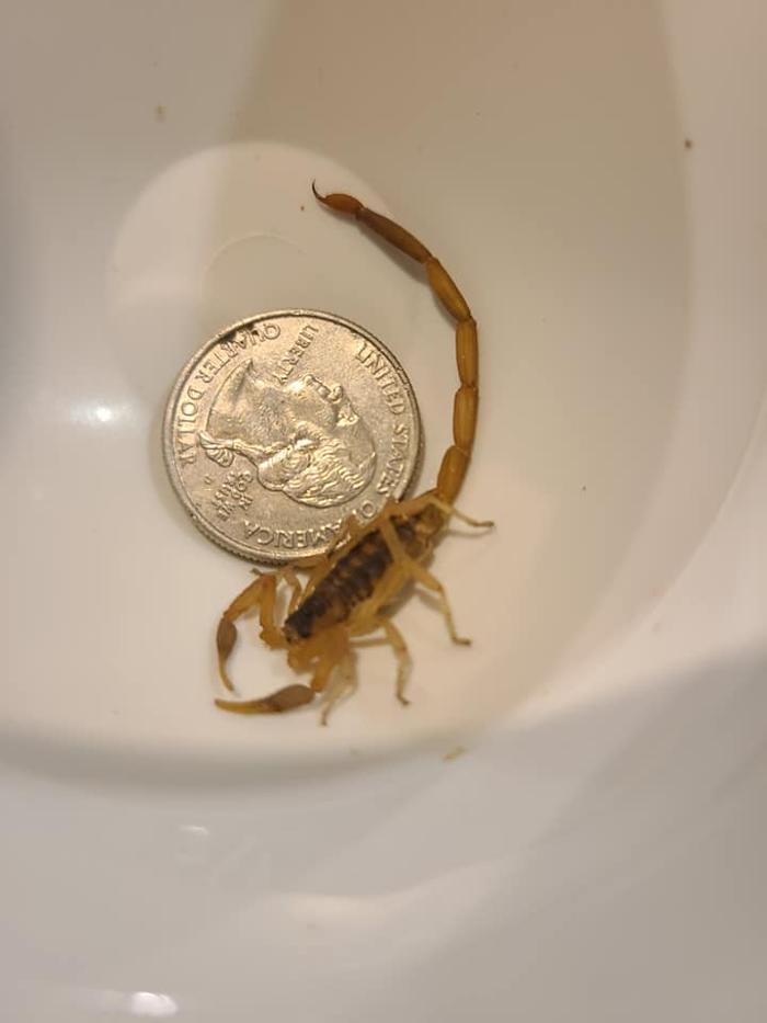 MOCO Pest Solutions - Willis, TX