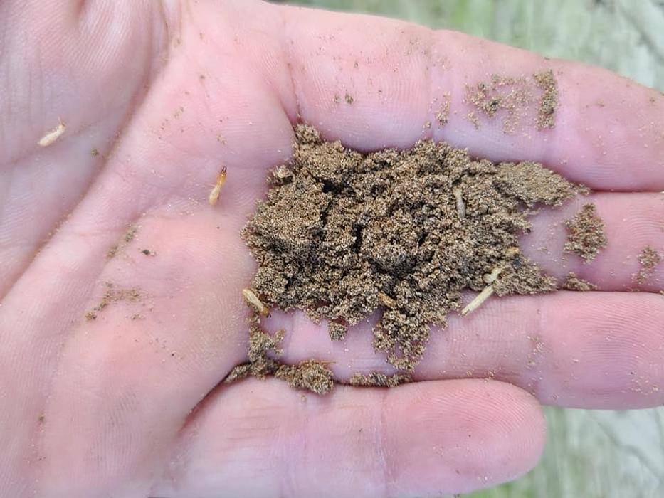 MOCO Pest Solutions - Willis, TX