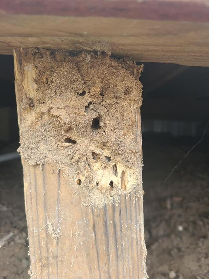 MOCO Pest Solutions - Willis, TX