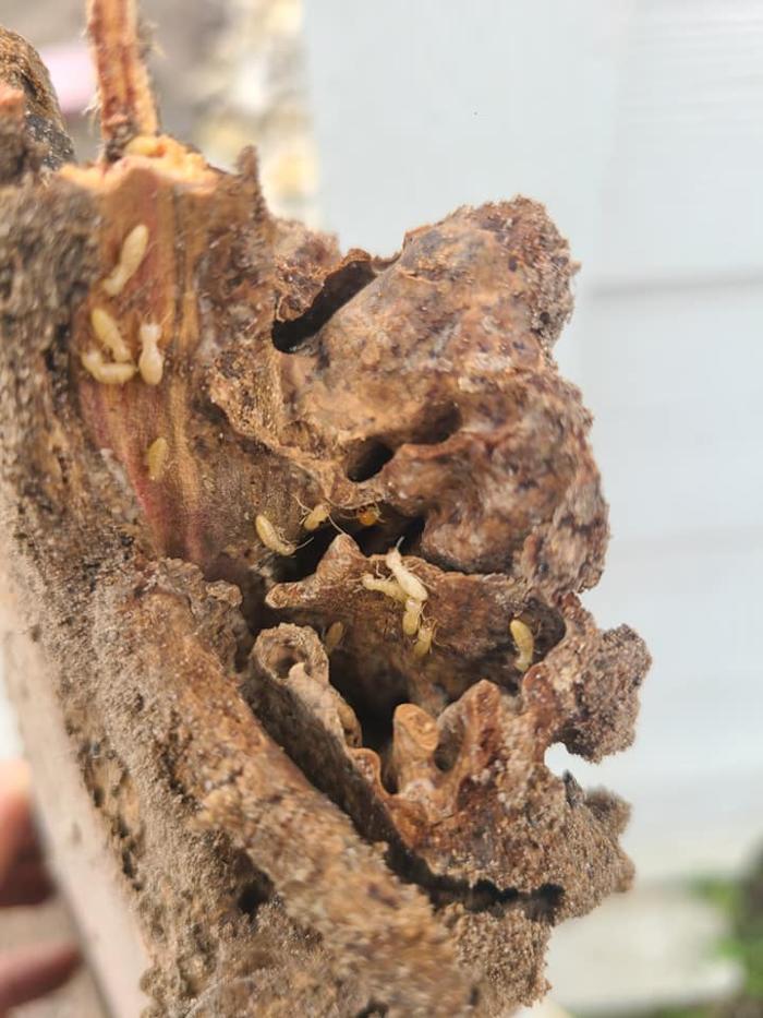 MOCO Pest Solutions - Willis, TX