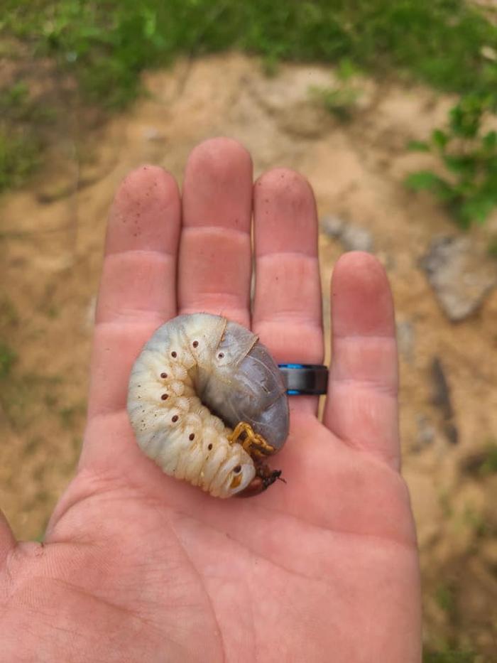 MOCO Pest Solutions - Willis, TX