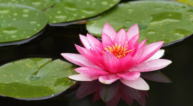 Witrowiez Stéphane psychothérapeute