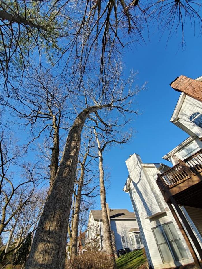 Liscombe Tree Service - Saint Charles, MO