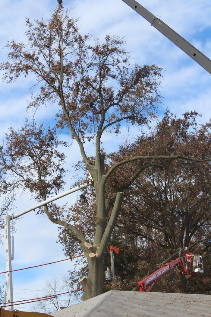 Liscombe Tree Service - Saint Charles, MO