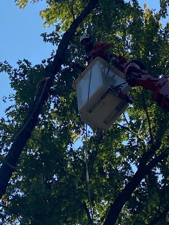 Liscombe Tree Service - Saint Charles, MO