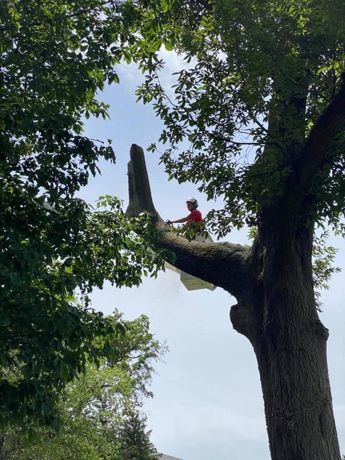 Liscombe Tree Service - Saint Charles, MO