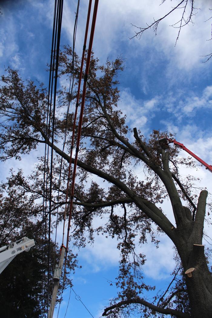 Liscombe Tree Service - Saint Charles, MO