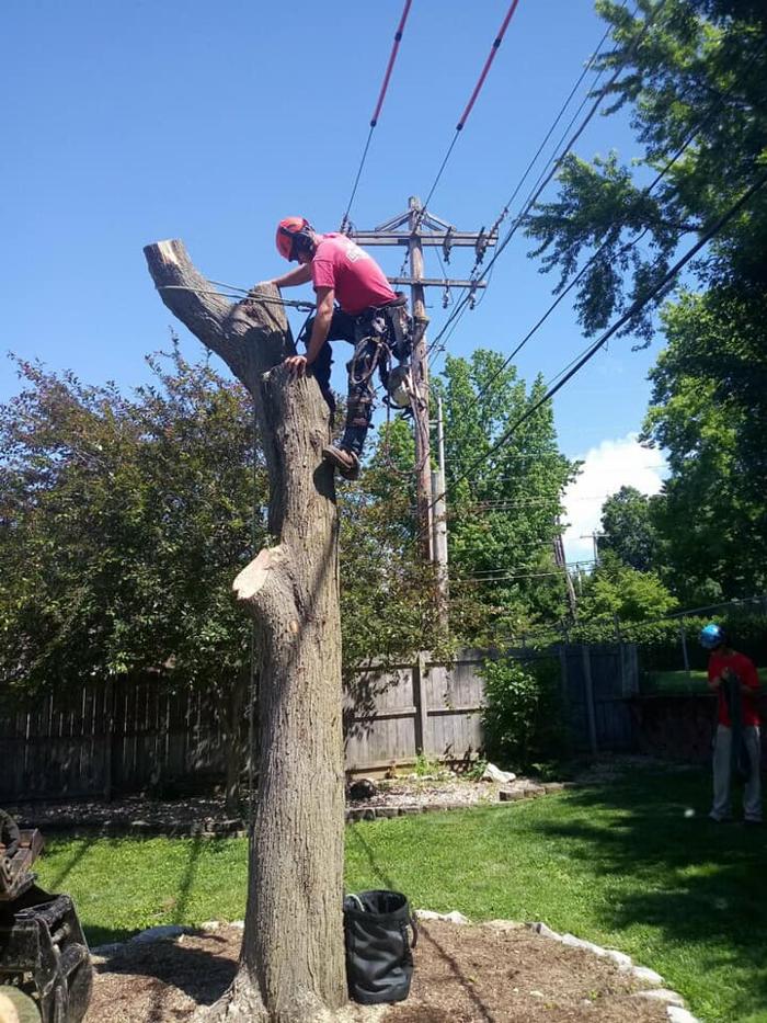 Liscombe Tree Service - Saint Charles, MO