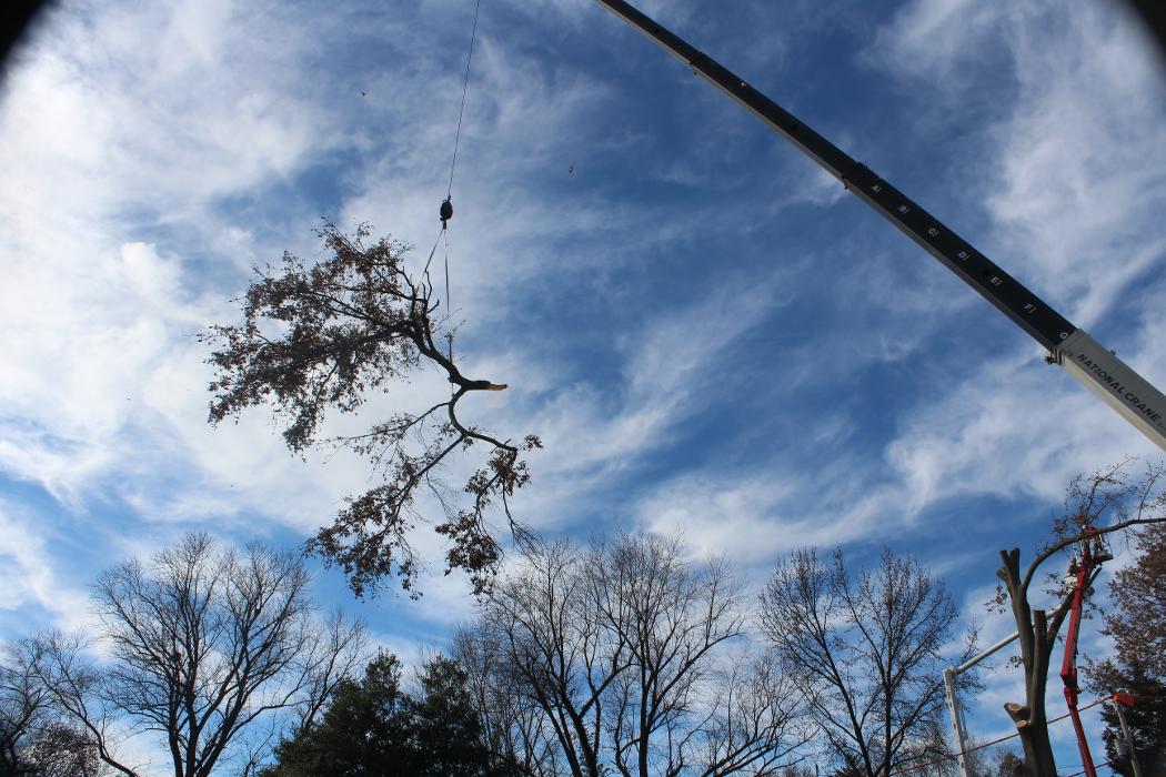 Liscombe Tree Service - Saint Charles, MO