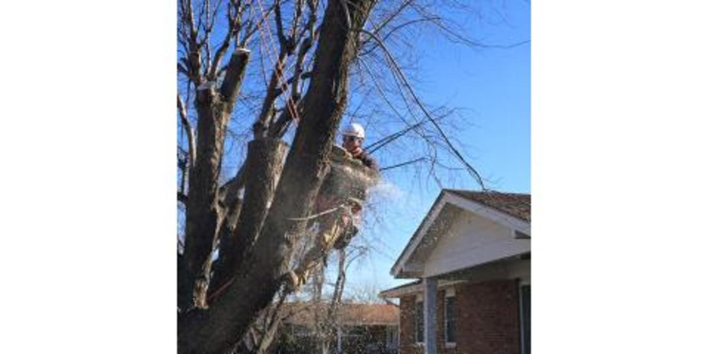 Liscombe Tree Service - Saint Charles, MO