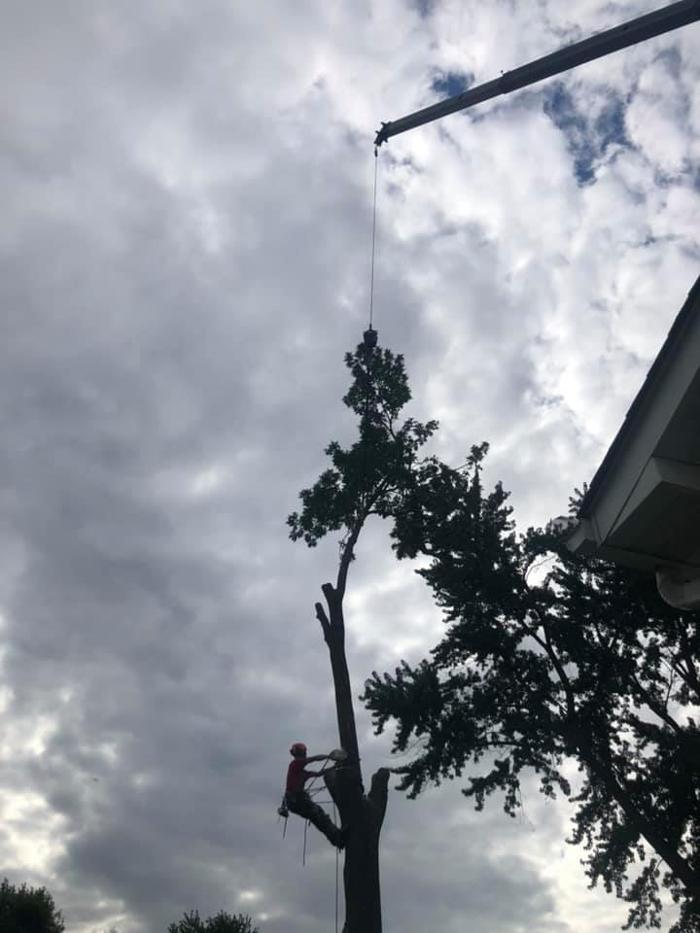 Liscombe Tree Service - Saint Charles, MO