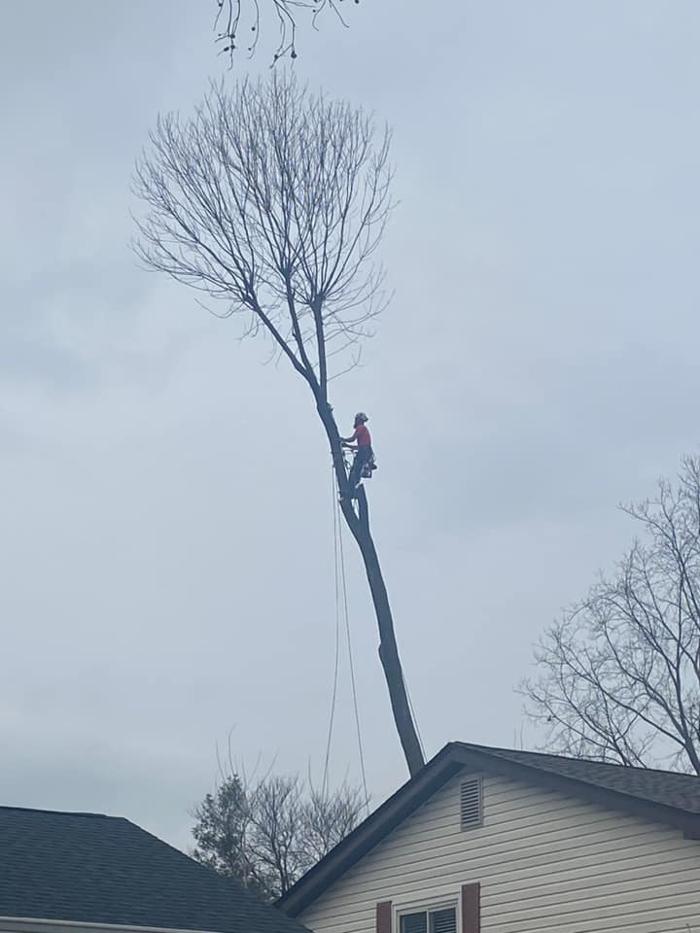Liscombe Tree Service - Saint Charles, MO