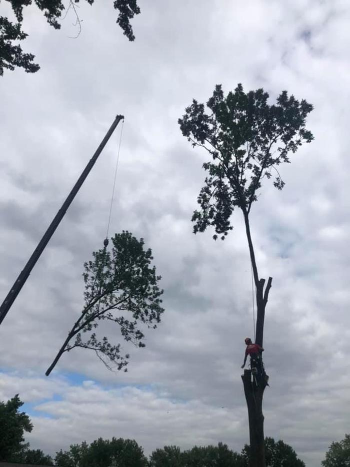 Liscombe Tree Service - Saint Charles, MO