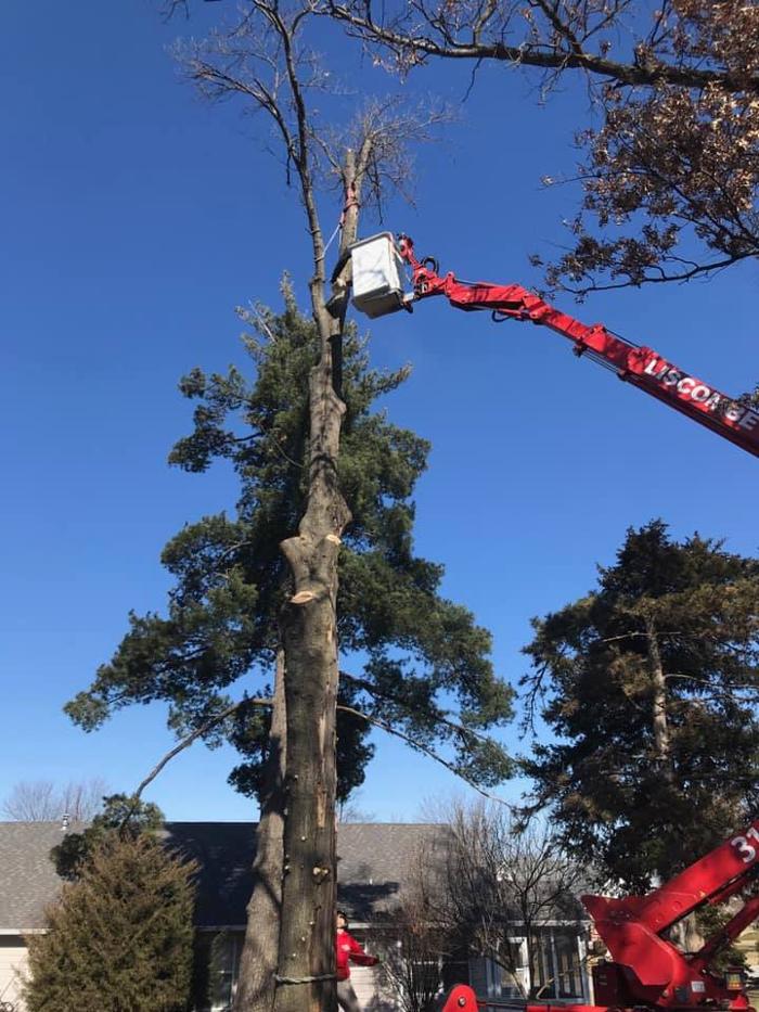 Liscombe Tree Service - Saint Charles, MO