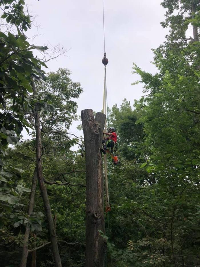Liscombe Tree Service - Saint Charles, MO