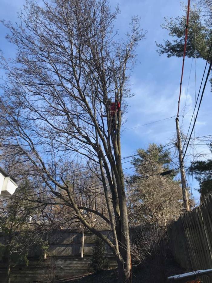 Liscombe Tree Service - Saint Charles, MO