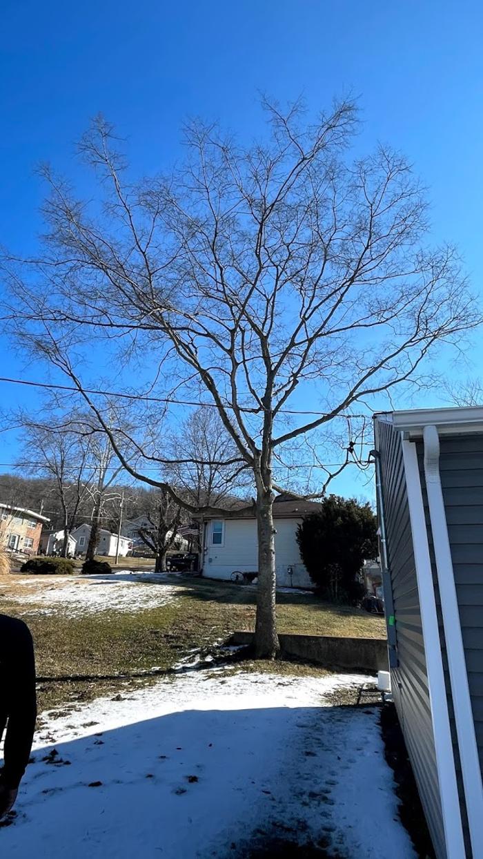 Mid America Tree Experts - Pacific, MO