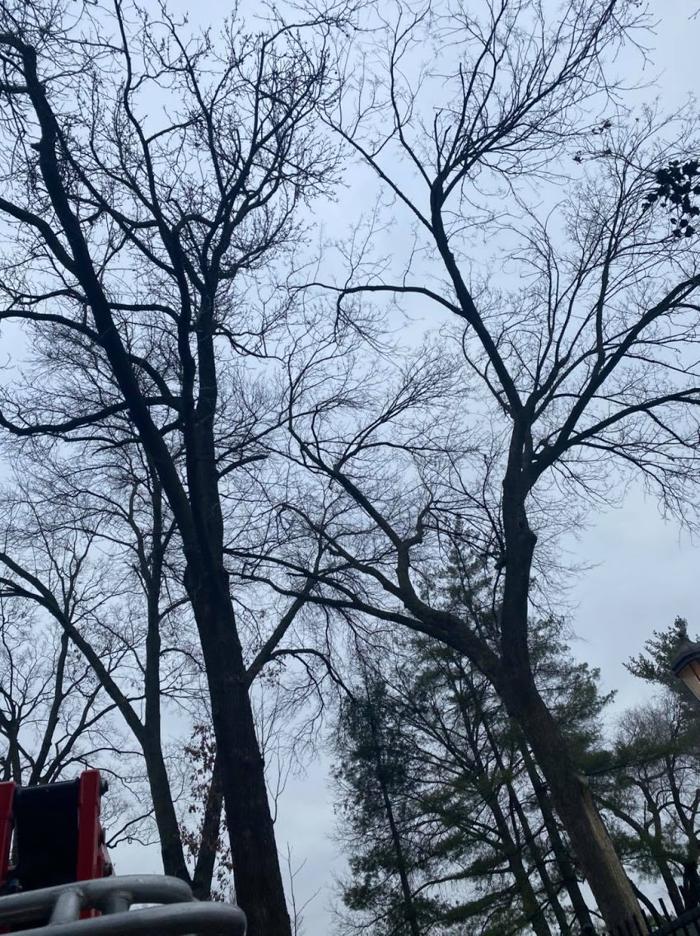 Mid America Tree Experts - Pacific, MO