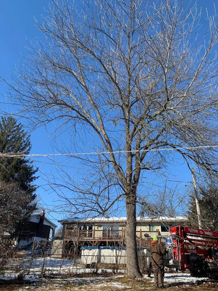 Mid America Tree Experts - Pacific, MO