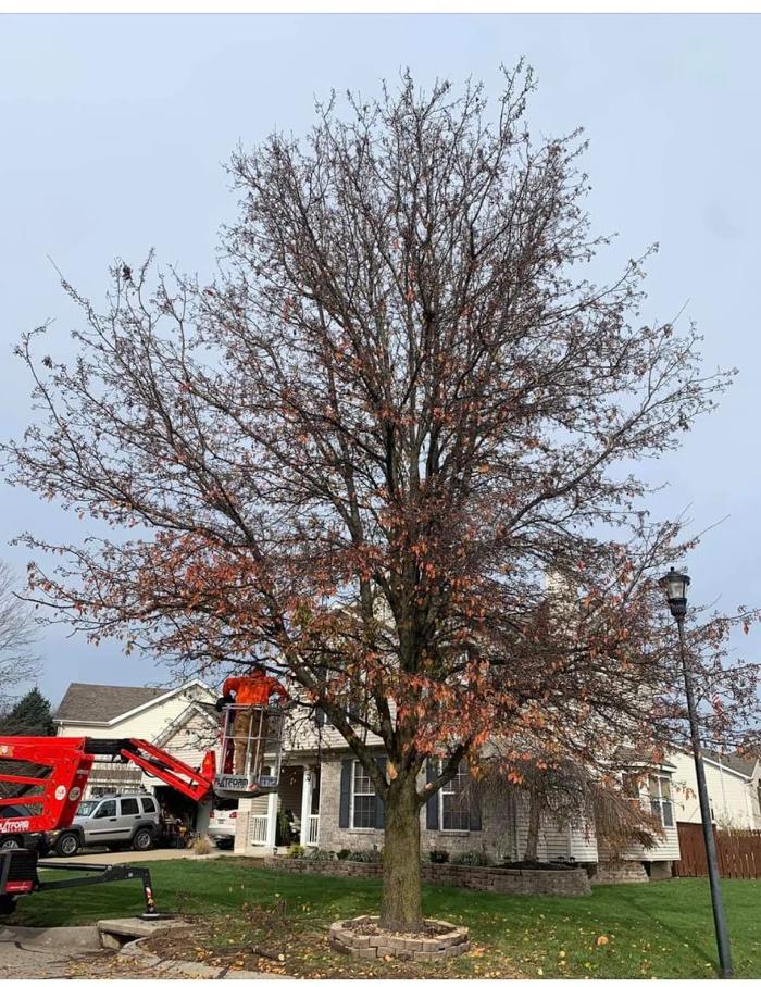 Mid America Tree Experts - Pacific, MO