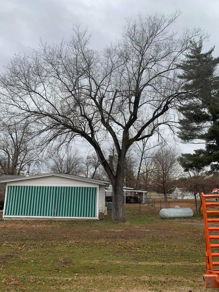 Mid America Tree Experts - Pacific, MO