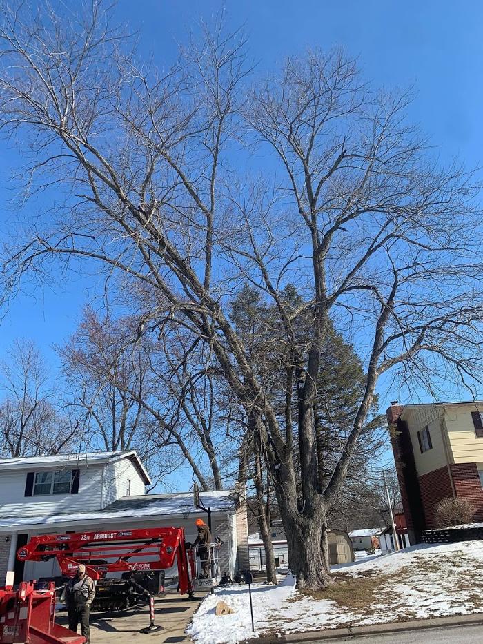Mid America Tree Experts - Pacific, MO