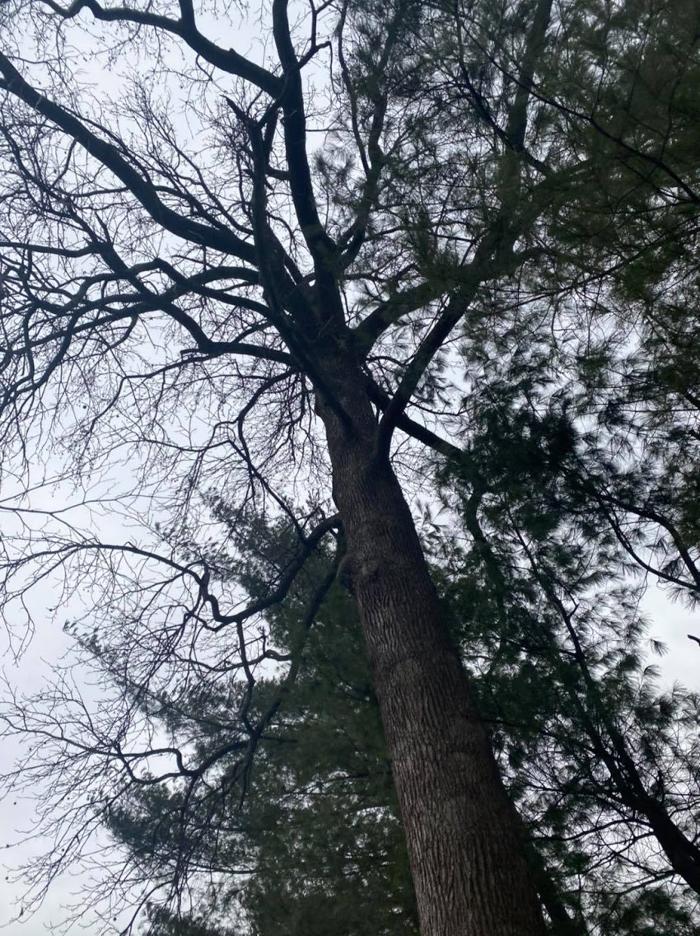 Mid America Tree Experts - Pacific, MO