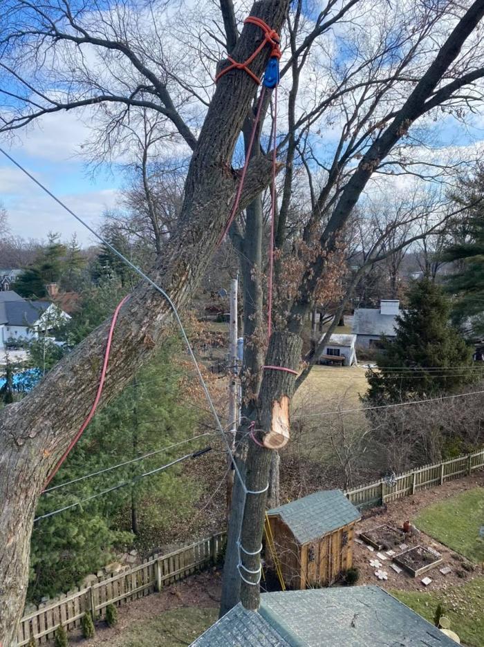 Mid America Tree Experts - Pacific, MO