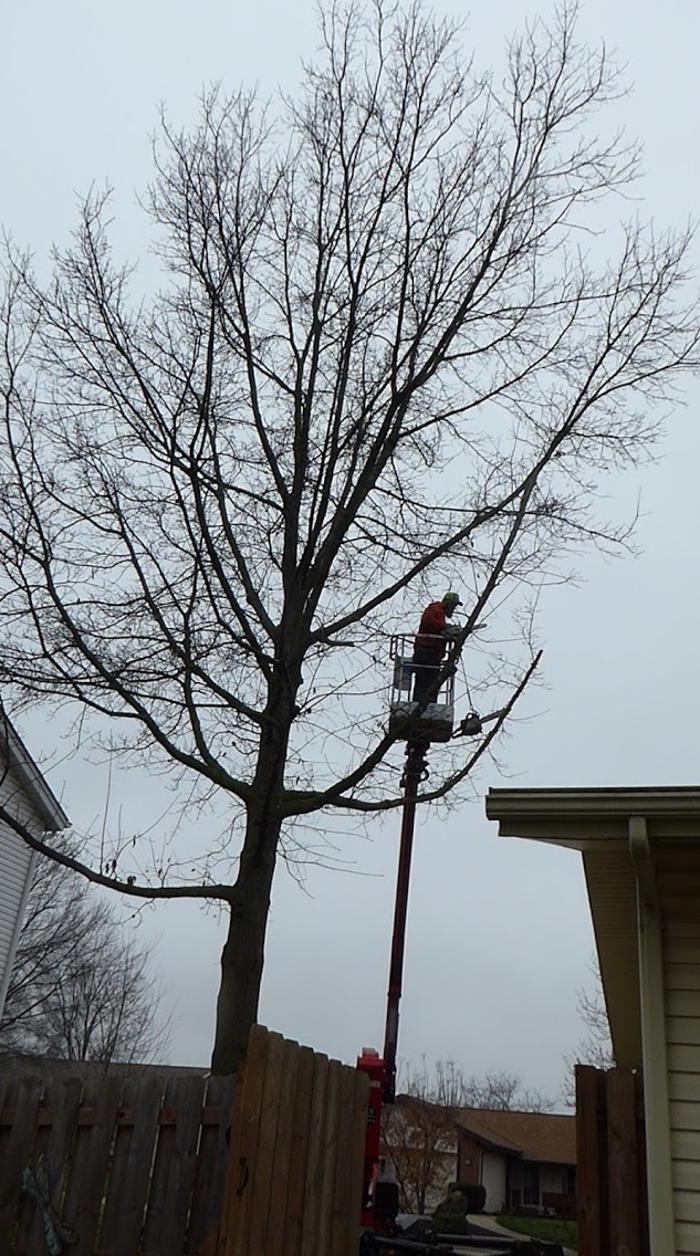 Mid America Tree Experts - Pacific, MO