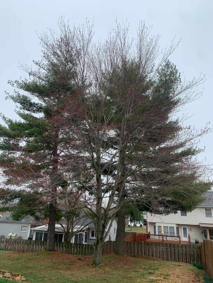Mid America Tree Experts - Pacific, MO