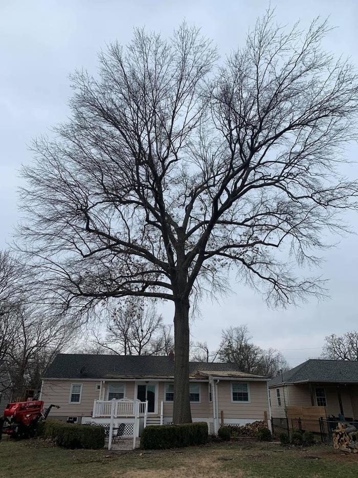Mid America Tree Experts - Pacific, MO