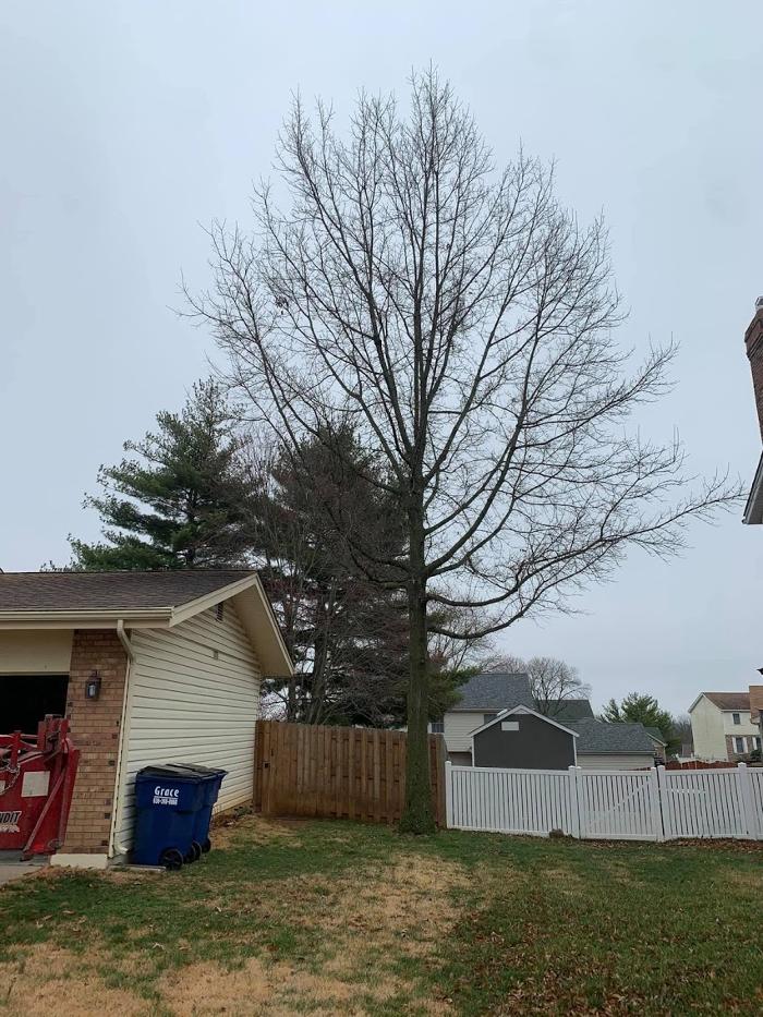 Mid America Tree Experts - Pacific, MO