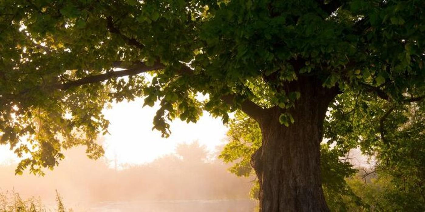 AAA Tree Service - Traverse City, MI