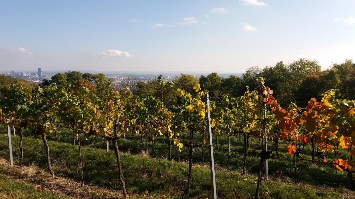 Landhaus Fuhrgassl-Huber, Rathstraße in Wien