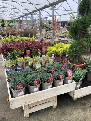 Hillier Garden Centre Newbury Thatcham 01635 200442