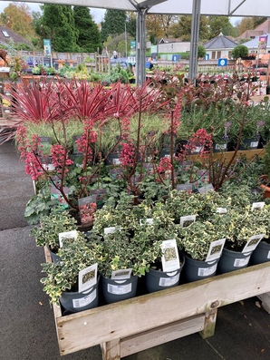 Hillier Garden Centre Newbury Thatcham 01635 200442