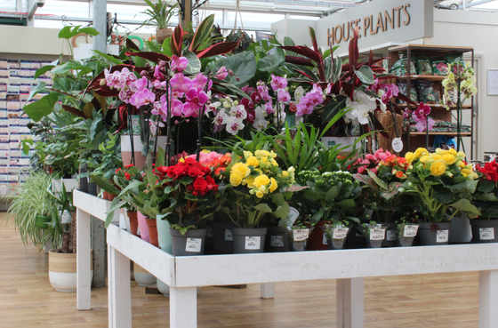 Hillier Garden Centre Dorking Dorking 01306 884845