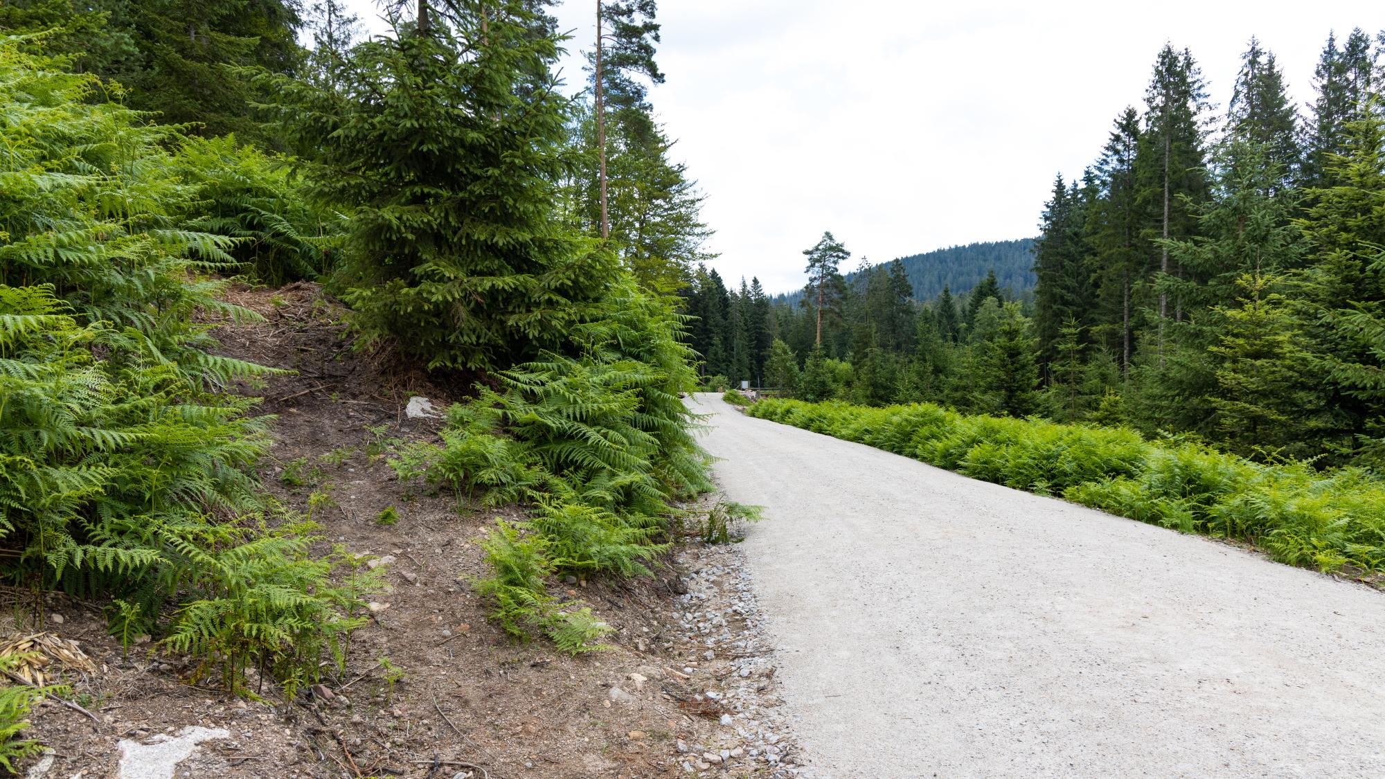 FriedWald Badener Höhe, L83 in Forbach