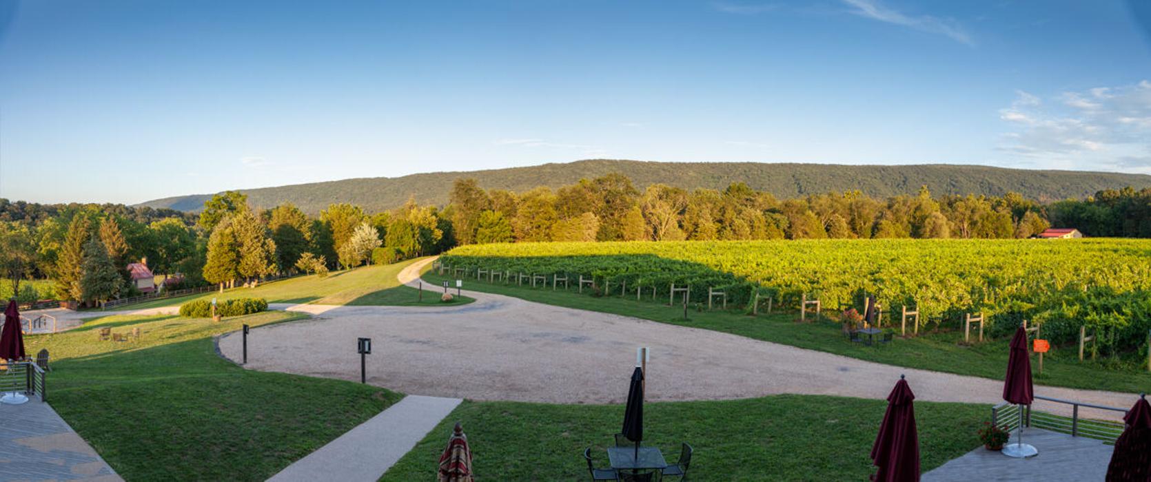 Muse Vineyards Image