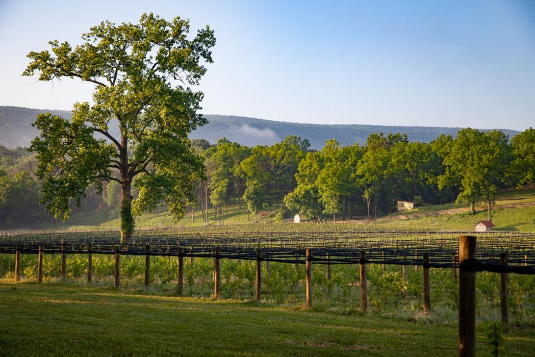 Muse Vineyards Image