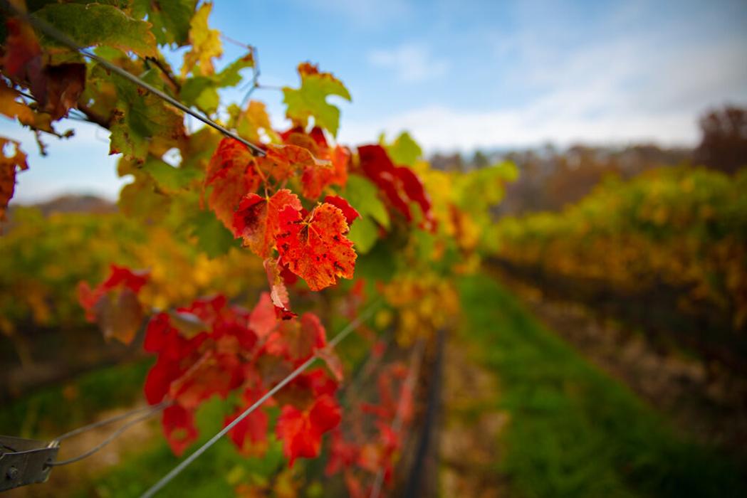 Muse Vineyards Image