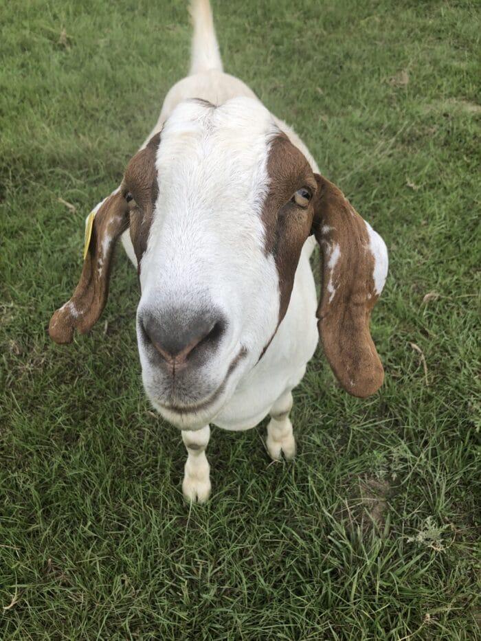 Turquoise Acres Ranch - Katy, TX