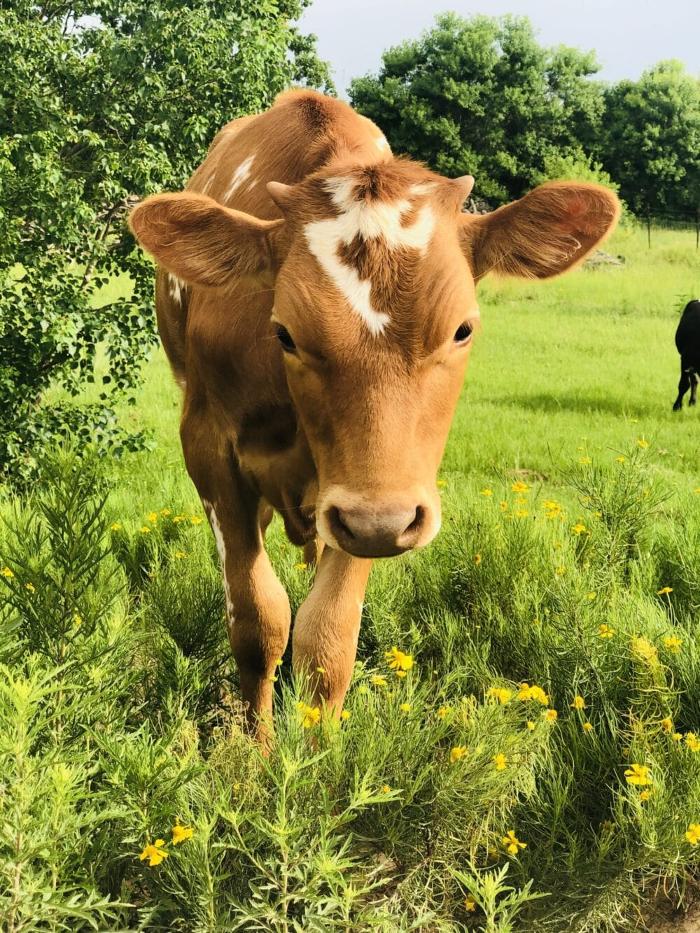 Turquoise Acres Ranch - Katy, TX