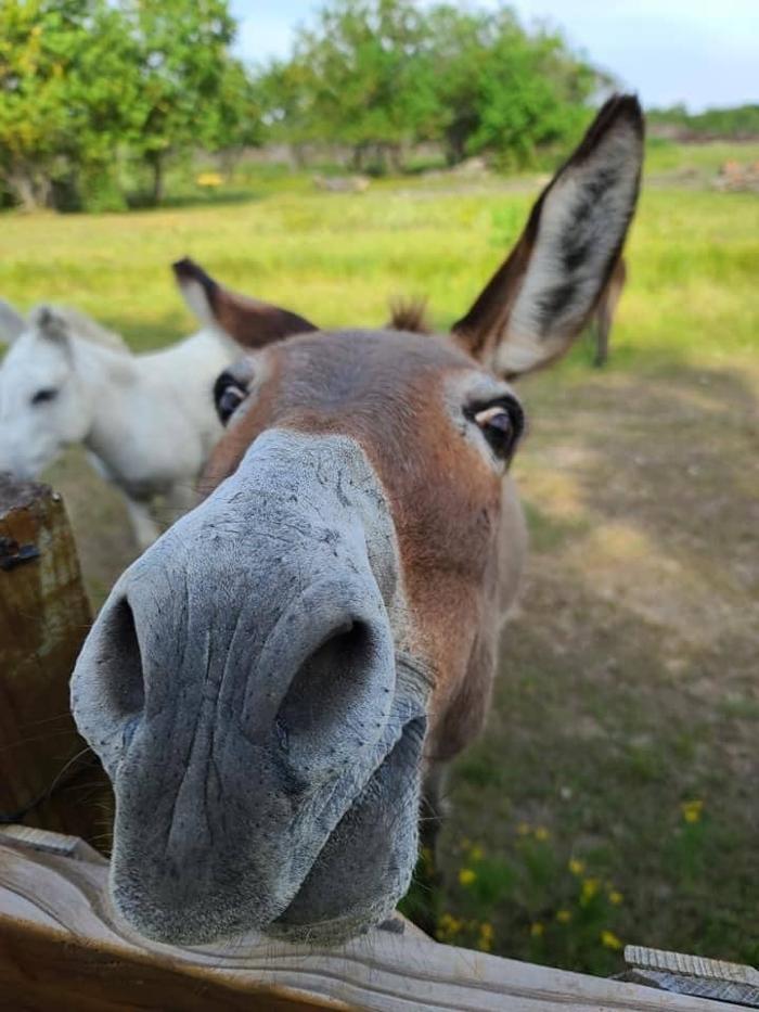 Turquoise Acres Ranch - Katy, TX