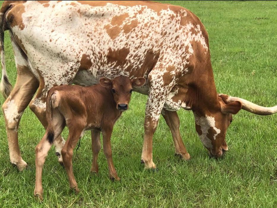 Turquoise Acres Ranch - Katy, TX