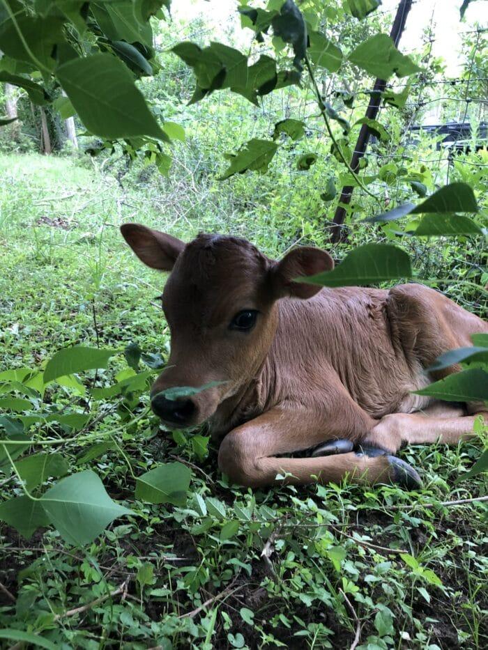 Turquoise Acres Ranch - Katy, TX